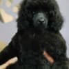 Miniature Poodle Puppies for Sale photo 4