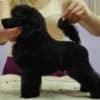 Miniature Poodle Puppies for Sale photo 5