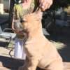 Cane Corso Formentino Male Puppies for Sale photo 1
