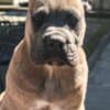 Cane Corso Formentino Male Puppies for Sale photo 2