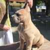 Cane Corso Formentino Male Puppies for Sale photo 3
