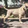 Cane Corso Formentino Male Puppies for Sale photo 4