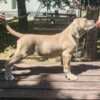Cane Corso Formentino Male Puppies for Sale photo 5