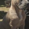 Cane Corso Formentino Male Puppies for Sale photo 6