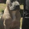 Cane Corso Formentino Male Puppies for Sale photo 7