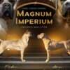 Cane Corso Formentino Male Puppies for Sale photo 8