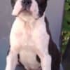 Boston Terrier – Puppies photo 1