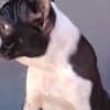 Boston Terrier – Puppies photo 2