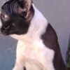 Boston Terrier – Puppies photo 3