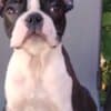 Boston Terrier – Puppies photo 4