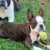 Boston Terrier – Puppies photo 5