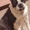 Boston Terrier – Puppies photo 6