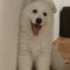White Swiss Shepherd – Puppies photo 1