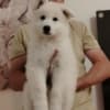 White Swiss Shepherd – Puppies photo 2