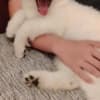 White Swiss Shepherd – Puppies photo 3
