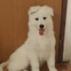 White Swiss Shepherd – Puppies photo 4
