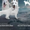 White Swiss Shepherd – Puppies photo 5