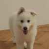 White Swiss Shepherd – Puppies photo 6