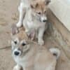 West Siberian Laika puppies photo 1