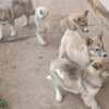 West Siberian Laika puppies photo 2