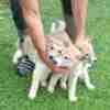 West Siberian Laika puppies photo 3