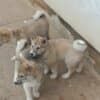 West Siberian Laika puppies photo 4