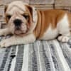 English bulldog photo 1