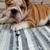 English bulldog photo 2