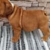 English bulldog photo 3