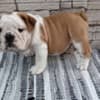 English bulldog photo 4