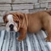 English bulldog photo 5