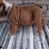 English bulldog photo 6