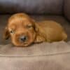 Cockapoo Red Puppies photo 1