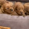 Cockapoo Red Puppies photo 2