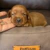 Cockapoo Red Puppies photo 3