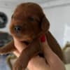 Cockapoo Red Puppies photo 4