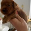 Cockapoo Red Puppies photo 5