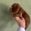 Cockapoo Red Puppies photo 6