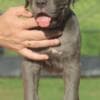 Cane Corso puppies photo 1