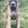 Cane Corso puppies photo 2