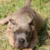 Cane Corso puppies photo 3