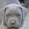 Cane Corso puppies photo 4