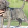 Cane Corso puppies photo 5