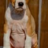 American Staffordshire Terrier photo 1
