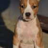 American Staffordshire Terrier photo 2