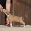 American Staffordshire Terrier photo 3