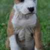American Staffordshire Terrier photo 4