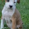 American Staffordshire Terrier photo 5