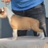American Staffordshire Terrier photo 6
