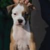 American Staffordshire Terrier photo 7